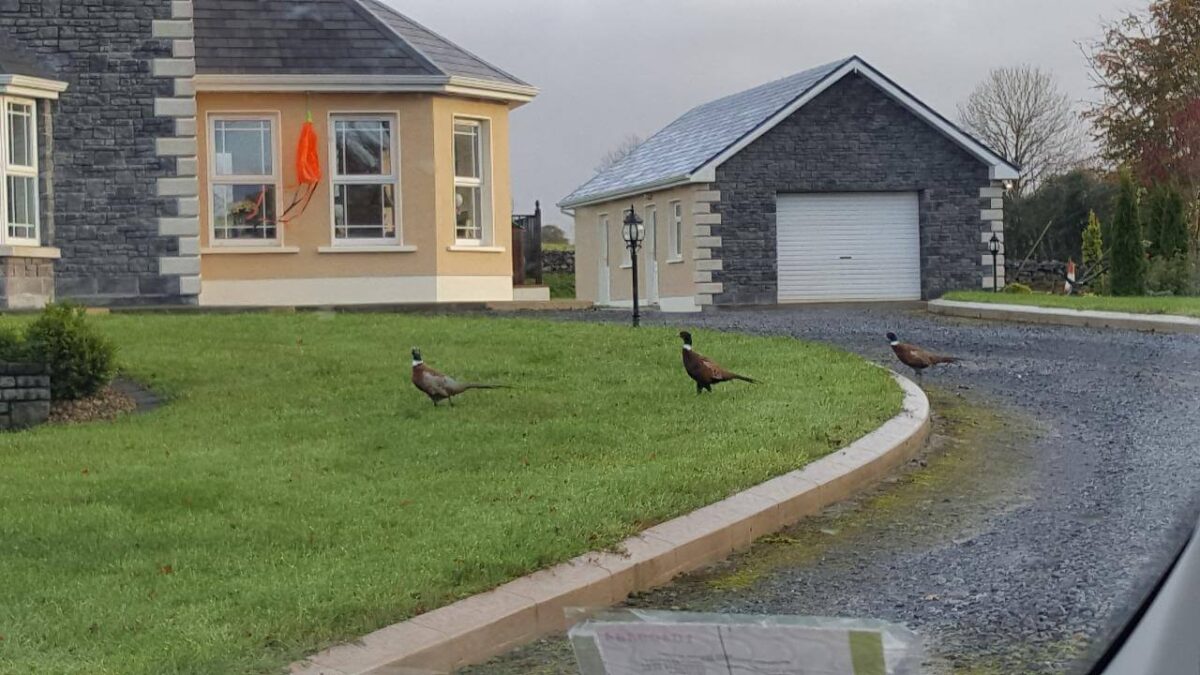 House Painting, Co. Galway